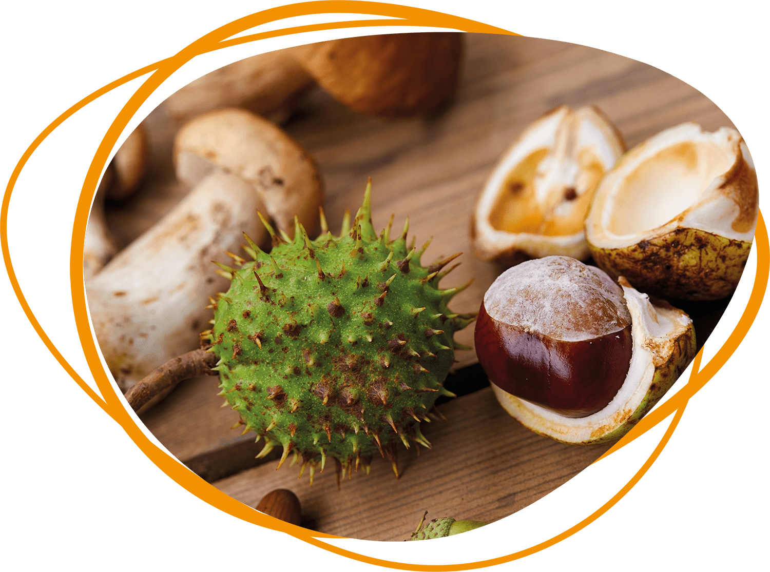 Header Blog - Kastanjes en paddenstoelen in de herfst