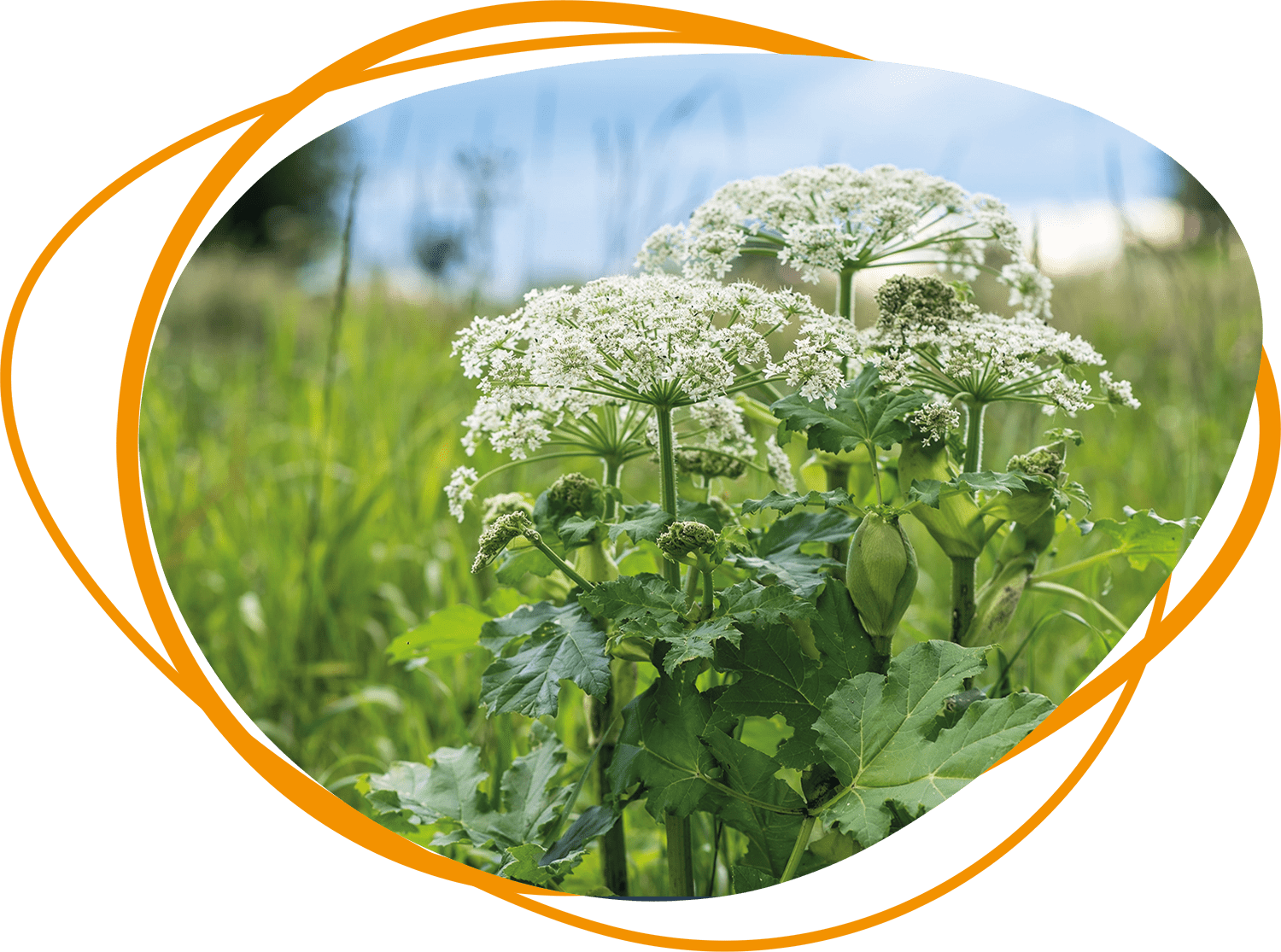 Header Blog - Berenklauw: gevaarlijke plant of onschuldig onkruid