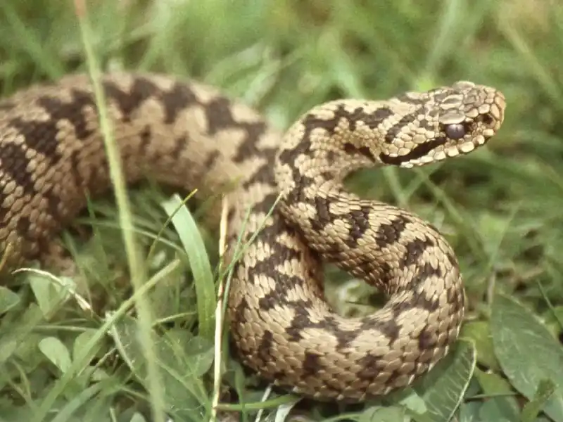 Gevaarlijke dieren in Nederland! Blog Savitae