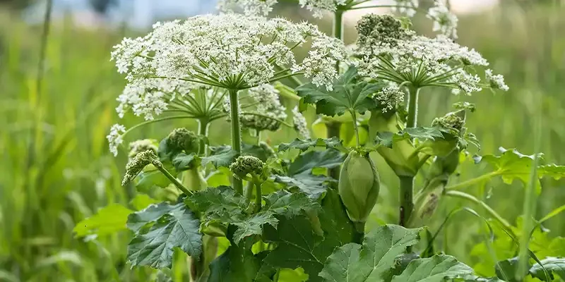 Blog-Berenklauw-gevaarlijk-of-onschuldig